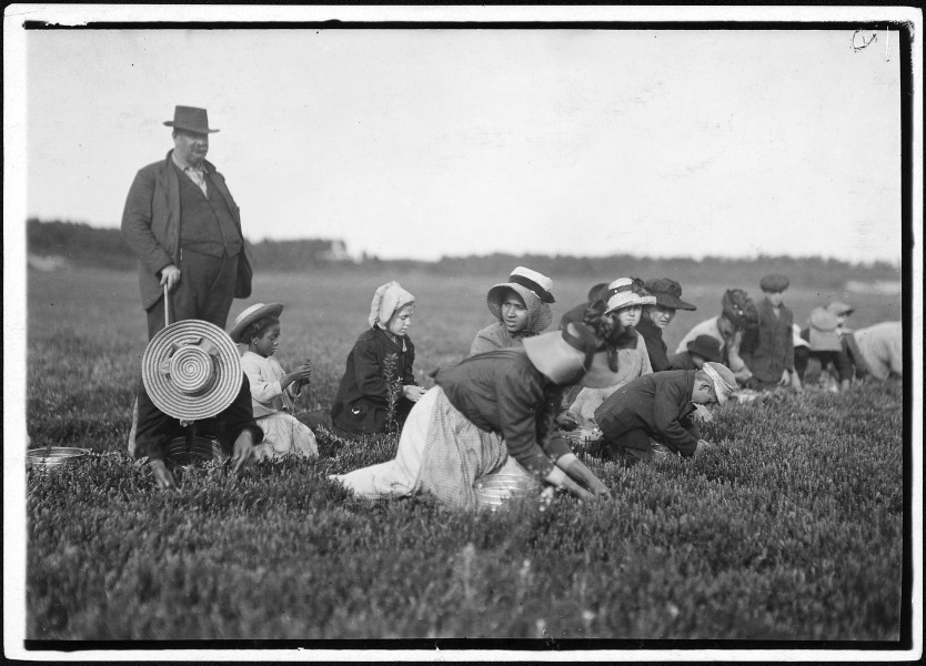 Group of workers on Smart's Bog. South Carver, Mass. - NARA - 523466