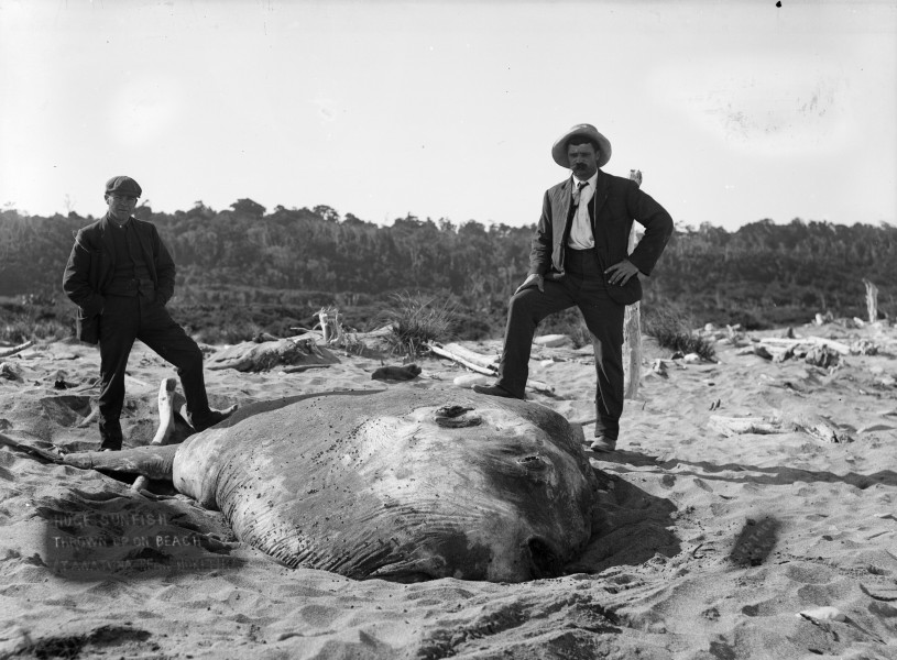 Huge sunfish thrown up on beach at Awatuna, near Hokitika, ca 1910 (3057616632)