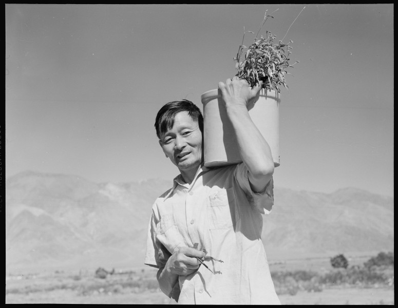 Manzanar Relocation Center, Manzanar, California. George J. Yokomizo, hybridizer for the guyaule ru . . . - NARA - 538028