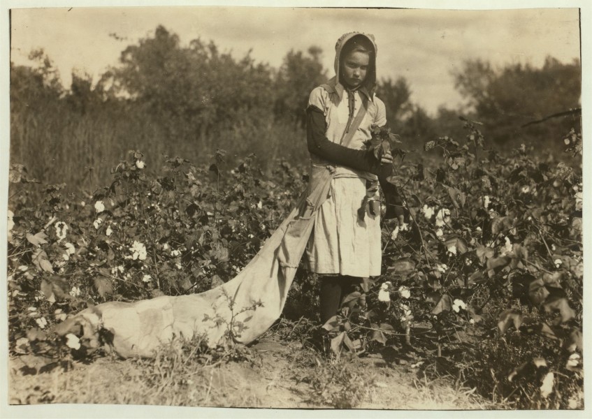 No Known Restrictions Picking Cotton by Lewis W. Hine, 1916 (LOC) (491307954)