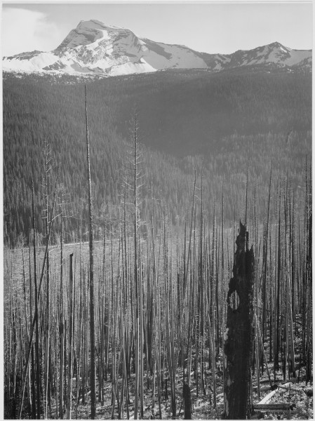 Pine trees, snow covered mountains in background, 