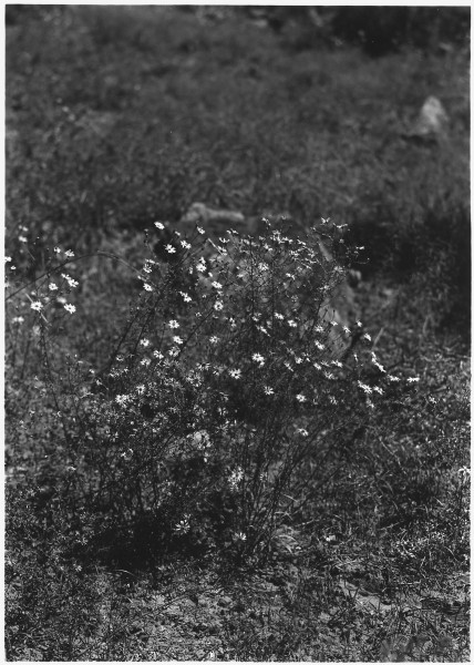 Purple Asters - Blue Asters. Flowers blue with yellowish brown centers. - NARA - 520514