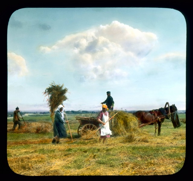 Saint Petersburg farmers harvesting hay, near Leningrad