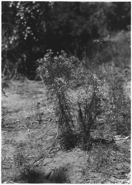 Senecio, one of the composite flowers. Flower pure yellow, stem green. - NARA - 520515