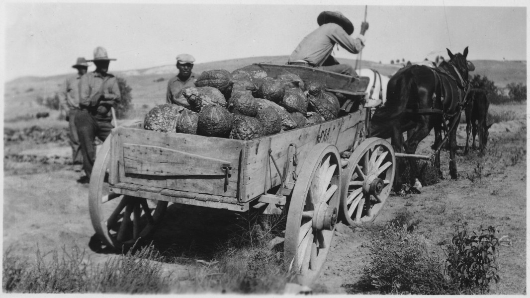 Wagon loaded with squash - NARA - 285663