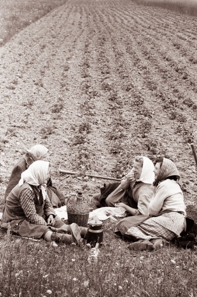 Zamušani na Ptujskem polju 1962