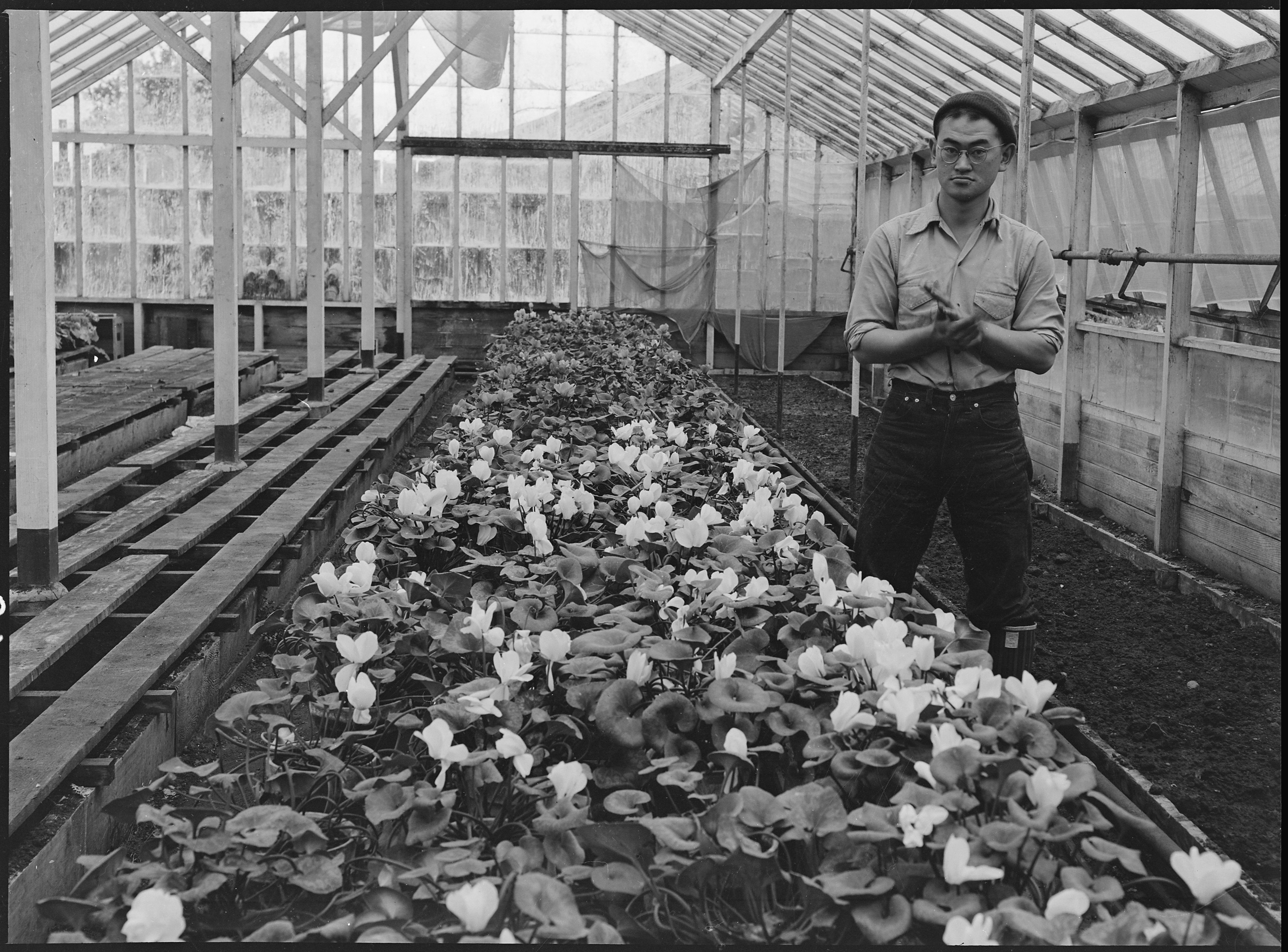 San Leandro, California. Greenhouse on nursery operated, before evacuation, by horticultural expert . . . - NARA - 536025
