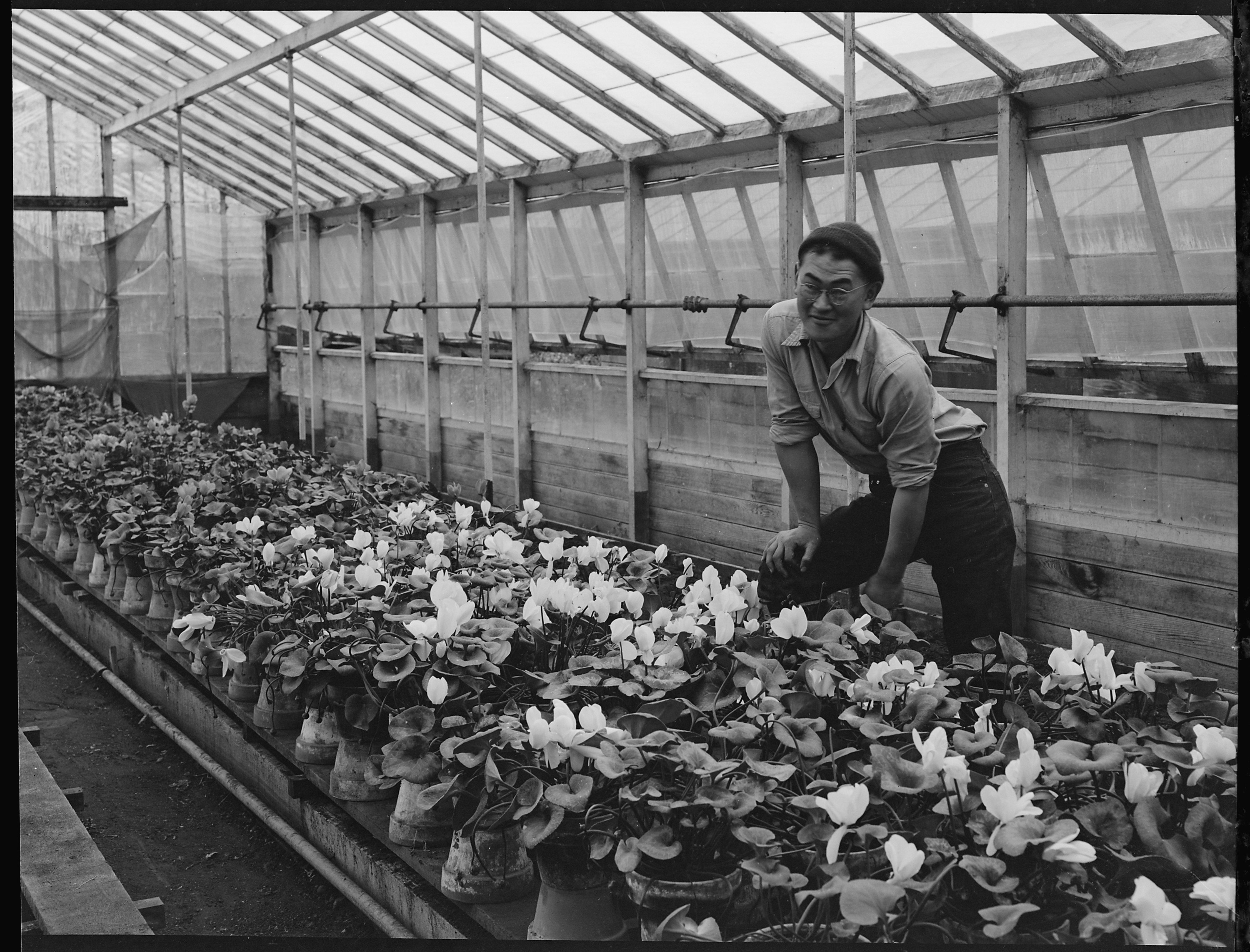 San Leandro, California. Greenhouse on nursery operated, before evacuation, by horticultural expert . . . - NARA - 537479