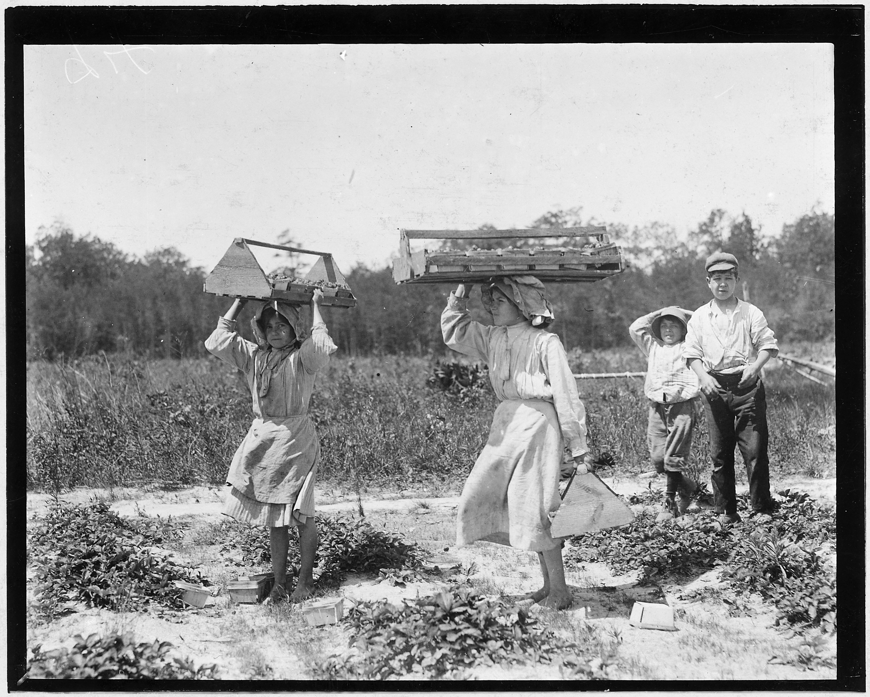 The girl berry carriers on Newton's Farm. Ann Parion, 13 years of age, working her 5 season, carries 60 Lbs. of... - NARA - 523321
