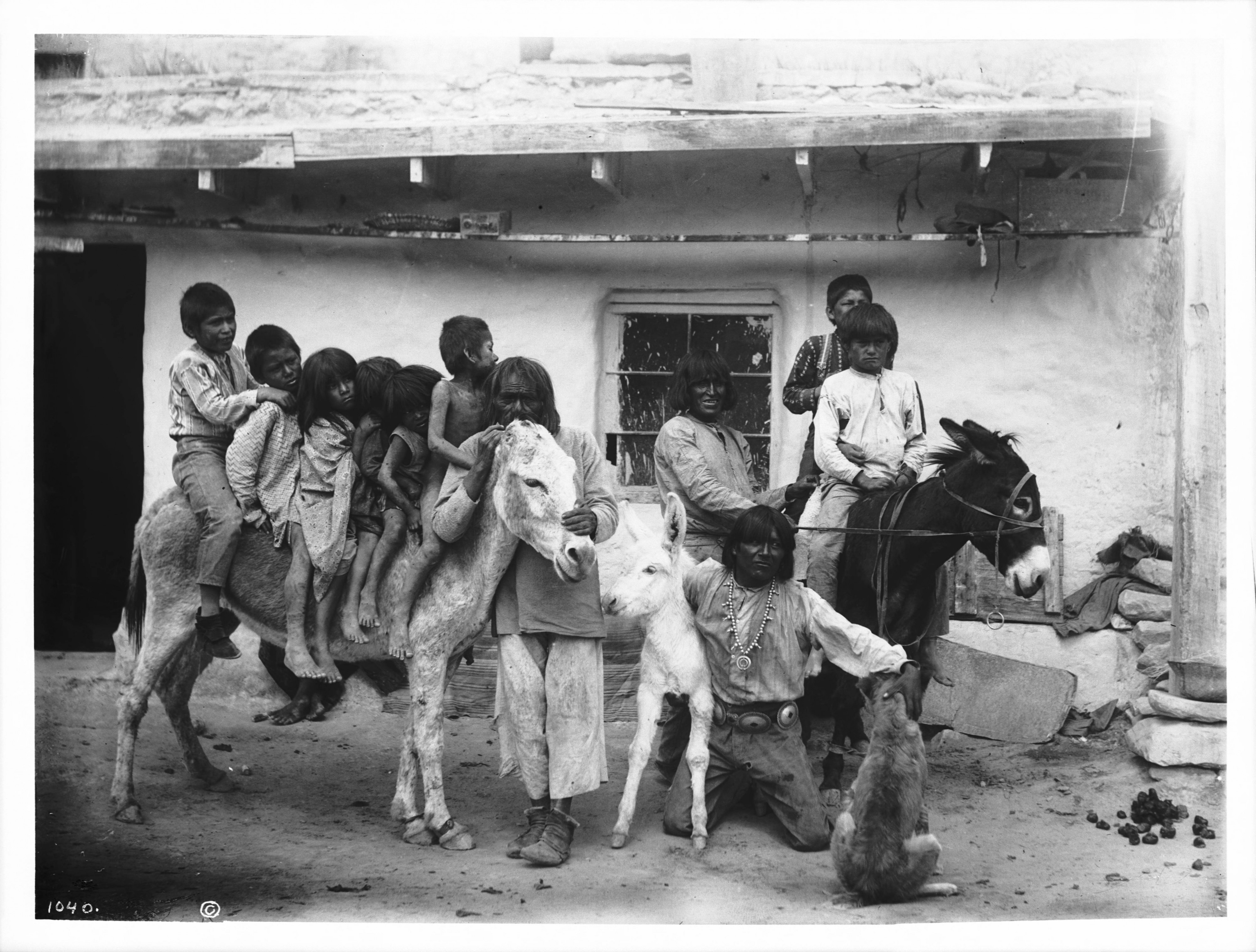 A group of Hopi Indian children on a 2 burros in the village of Shonguapavi, ca.1901 (CHS-1040)