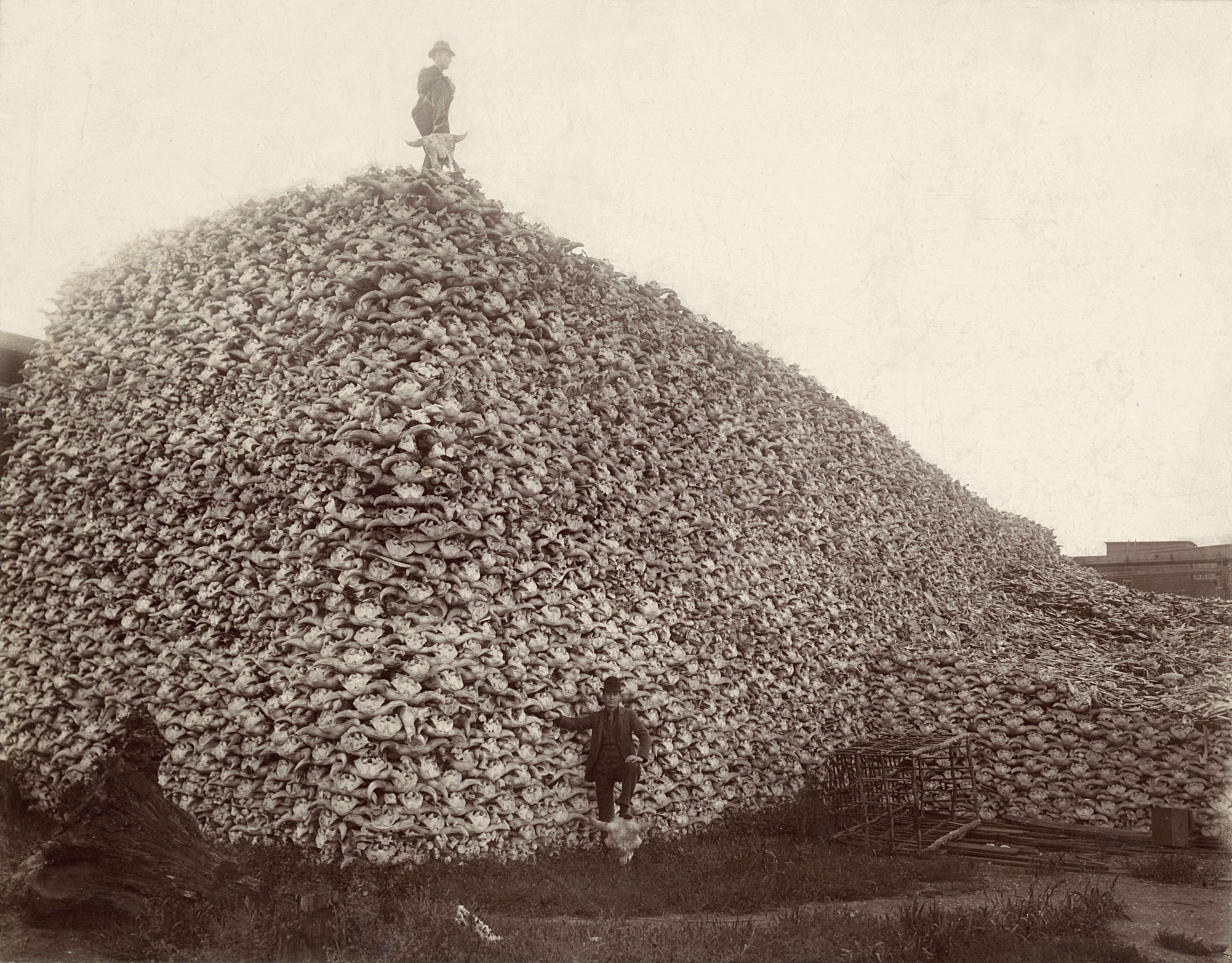 Bison skull pile edit 2