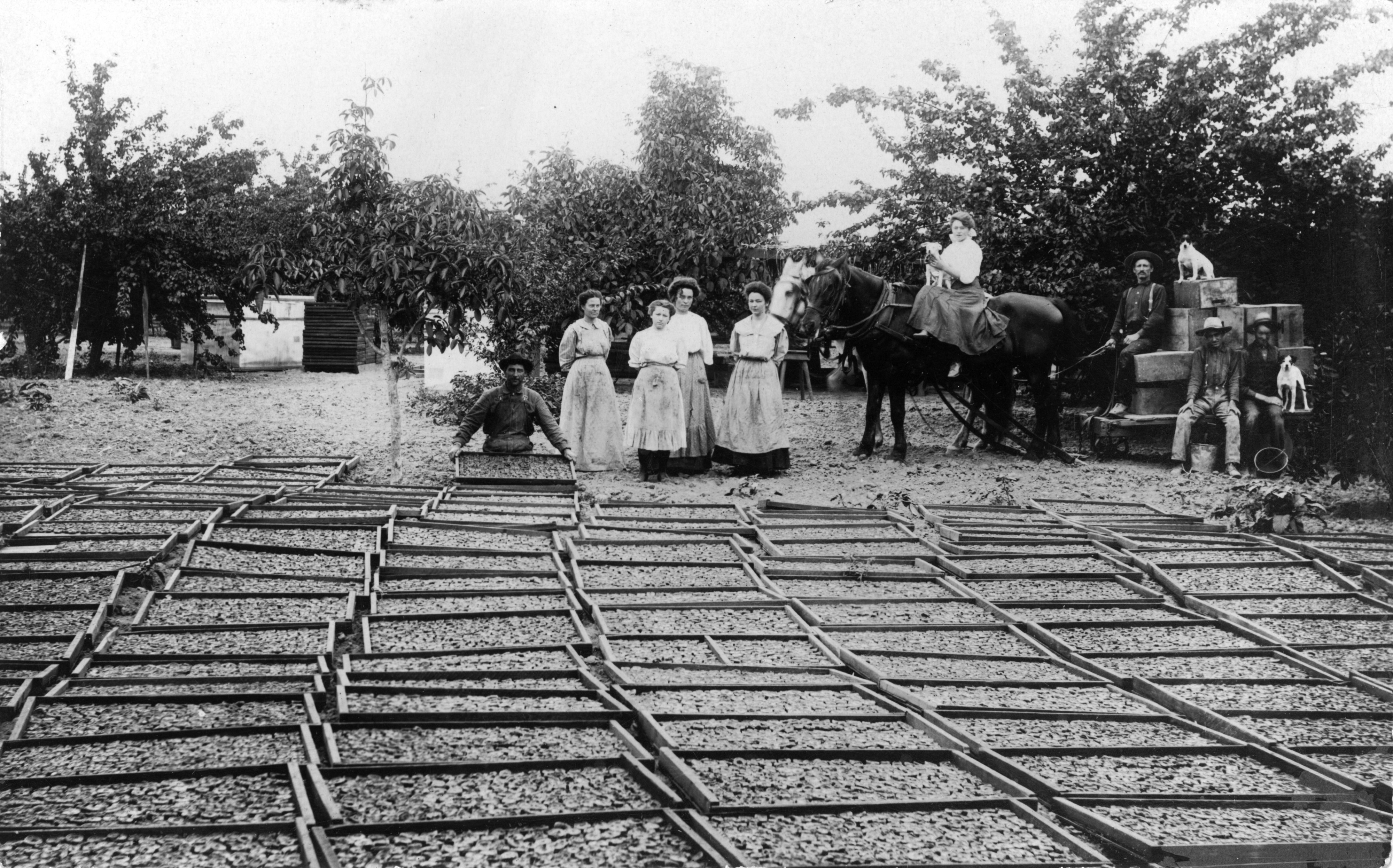 Drying apricots on the George Fox Ranch, Tustin, circa 1910