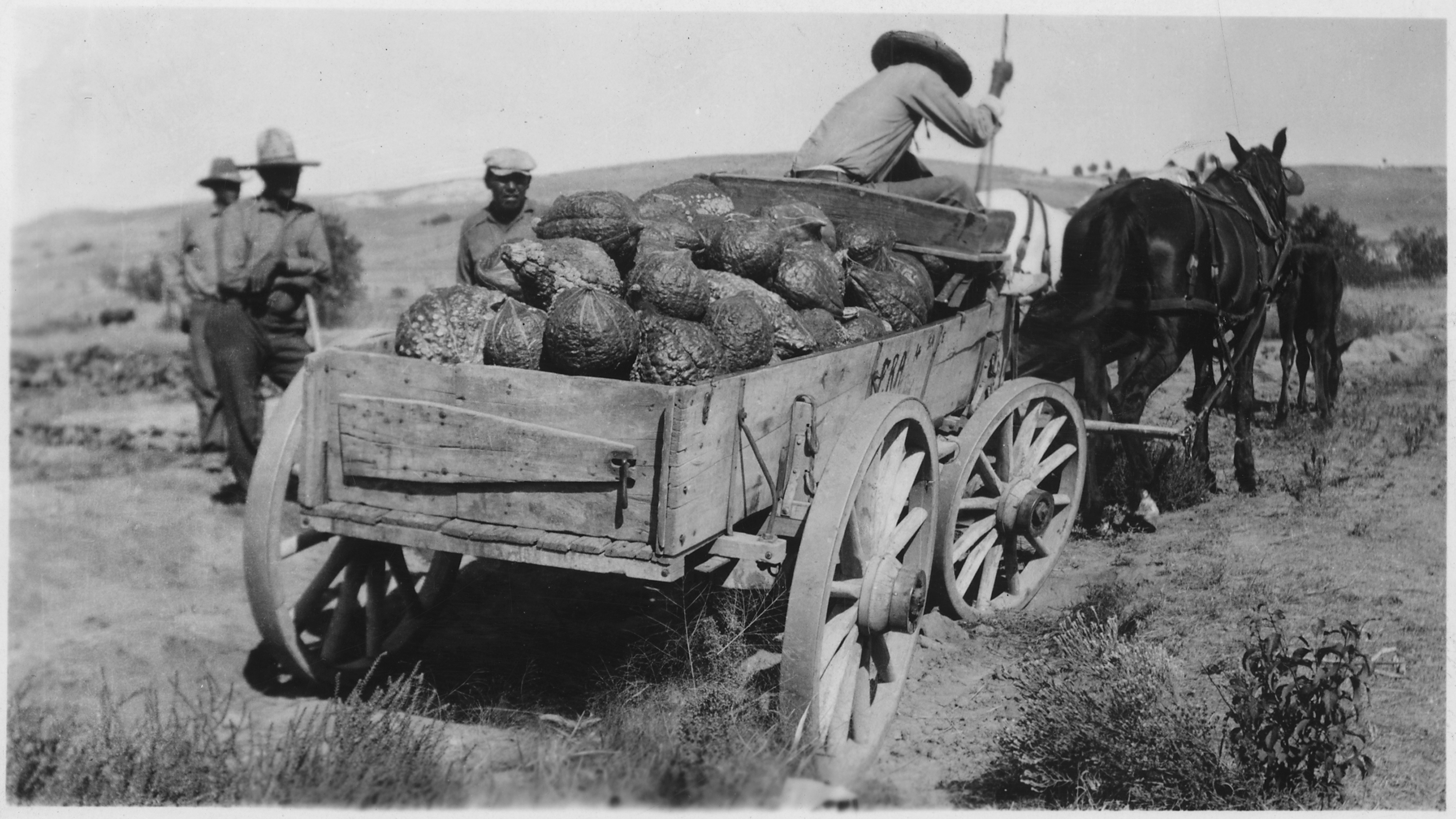 Wagon loaded with squash - NARA - 285663