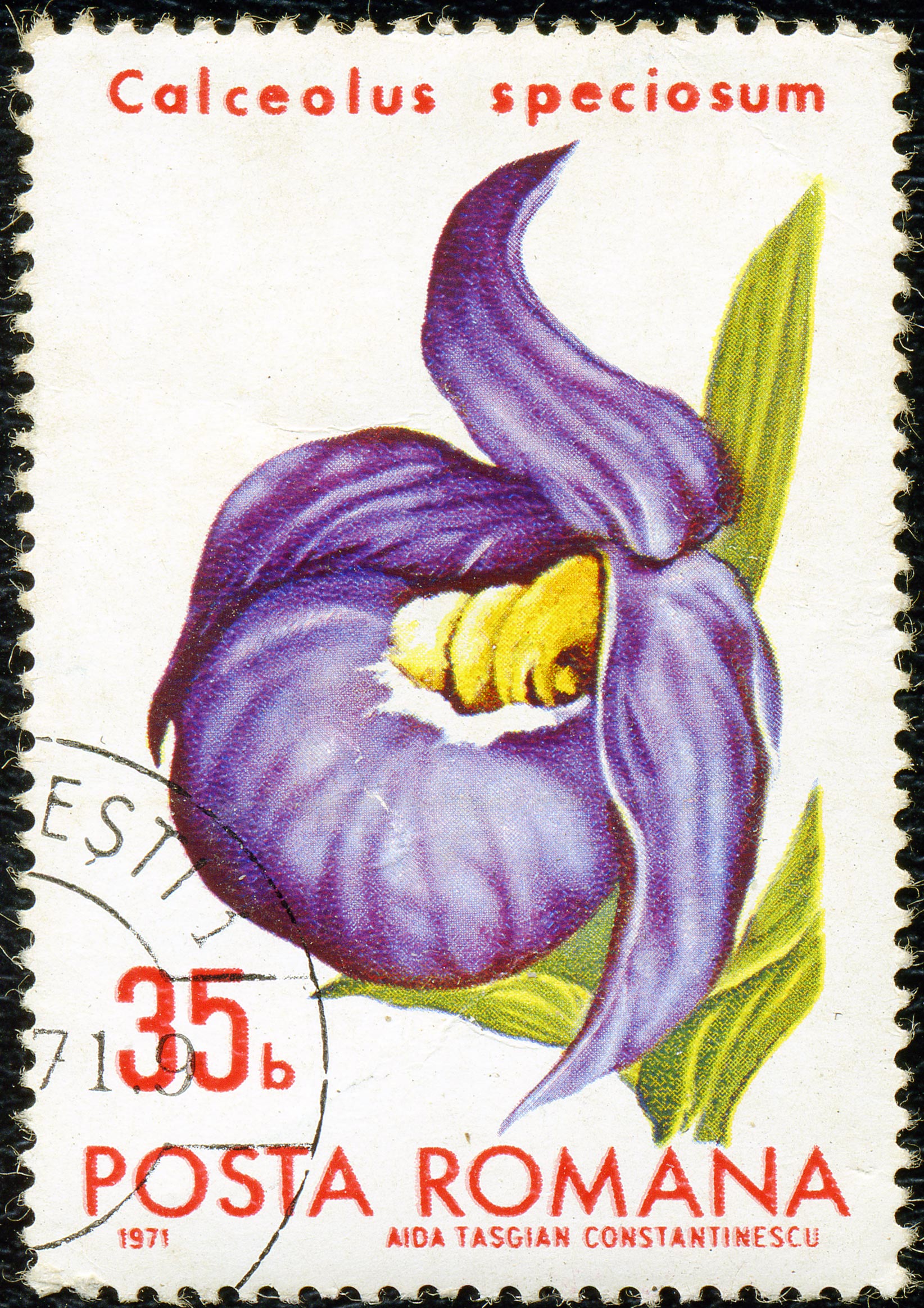 1971. Calceolus speciosum