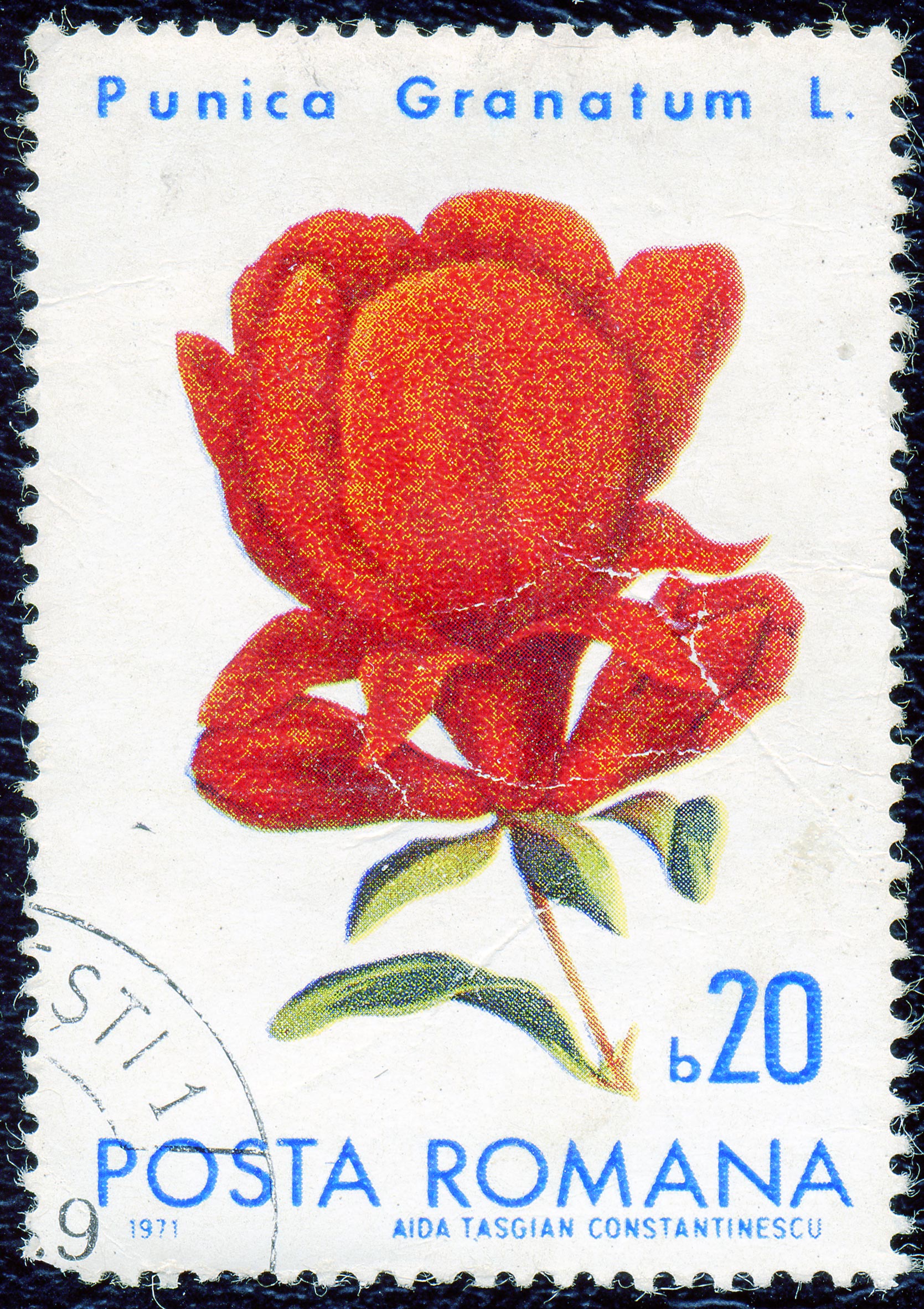 1971. Punika Granatum