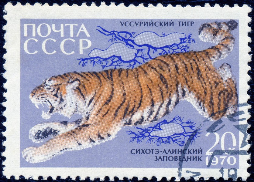 1970. Сихотэ-Алинский заповедник. Уссурийский тигр