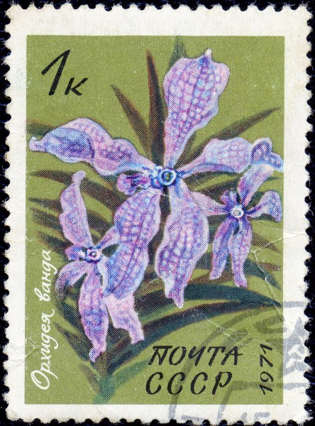 1971. Орхидея ванда