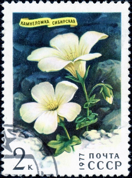 1977. Камнеломка сибирская