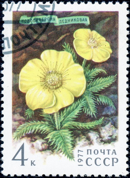 1977. Новосиверсия ледниковая