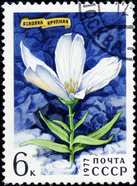 1977. Ясколка крупная