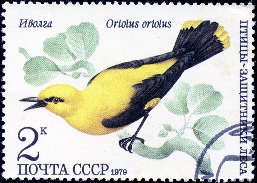1979. Иволга