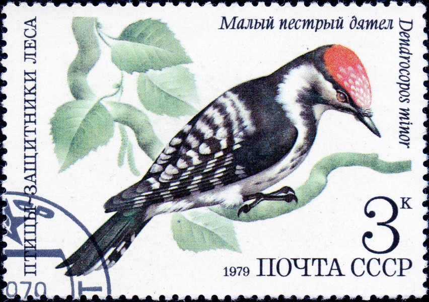 1979. Малый пестрый дятел