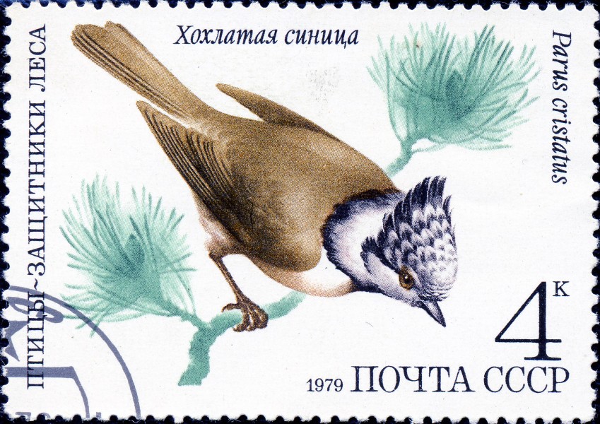 1979. Хохлатая синица