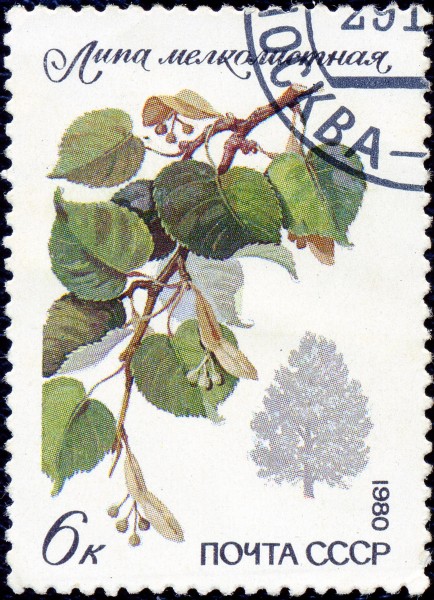 1980. Липа мелколистная