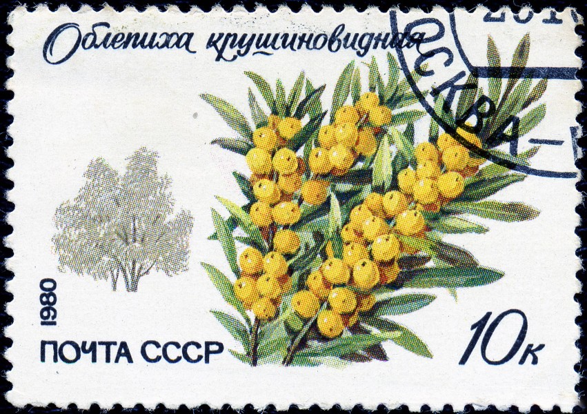 1980. Облепиха крушиновидная