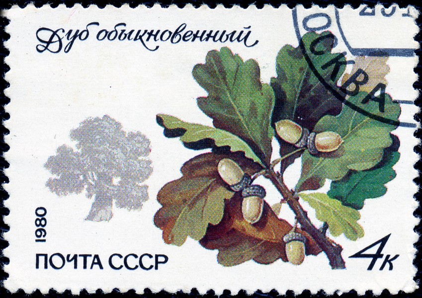 1980. Дуб обыкновенный