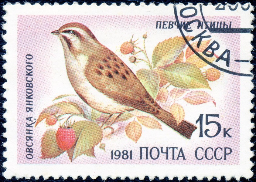 1981. Овсянка Янковского