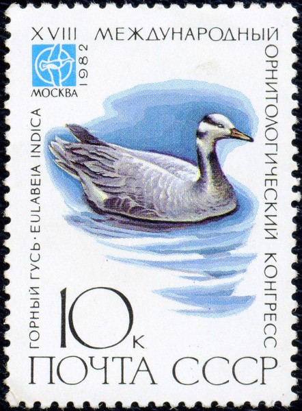 1982. XVII международный орнитологический конгресс. Горный гусь