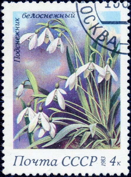 1983. Подснежник белоснежный