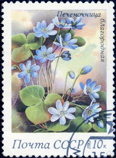 1983. Печеночница благородная