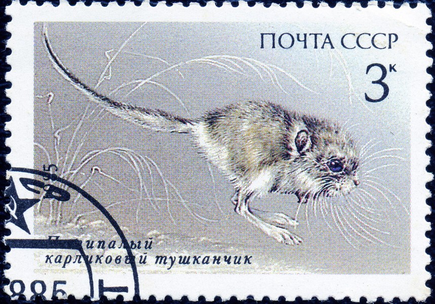 1985. Пятипалый карликовый тушканчик