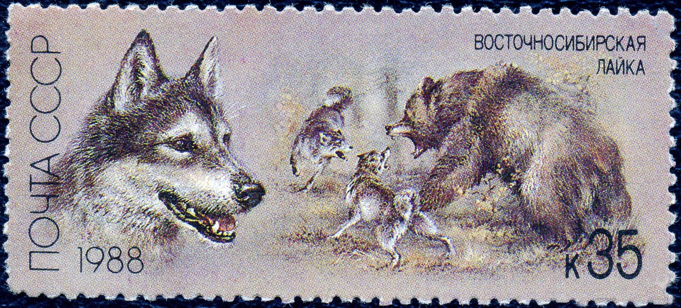 1988. Восточносибирская лайка