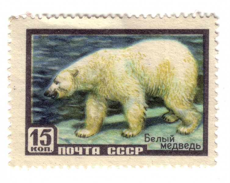 Belyj medved