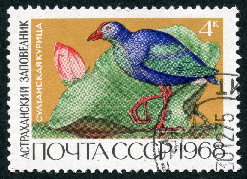 The Soviet Union 1968 CPA 3674 stamp (Purple Swamphen and Lotus (Astrakhan Nature Reserve)) cancelled