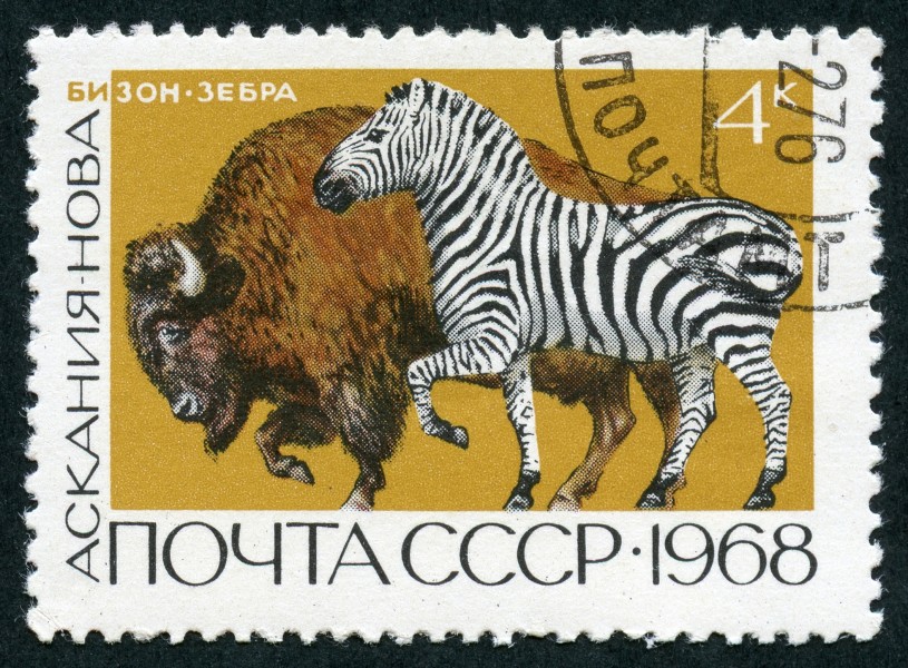 The Soviet Union 1968 CPA 3677 stamp (American Bison and Zebra (Askania-Nova)) cancelled