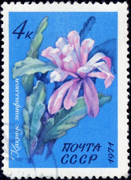 The Soviet Union 1971 CPA 4082 stamp (Cactus Epiphyllum) cancelled