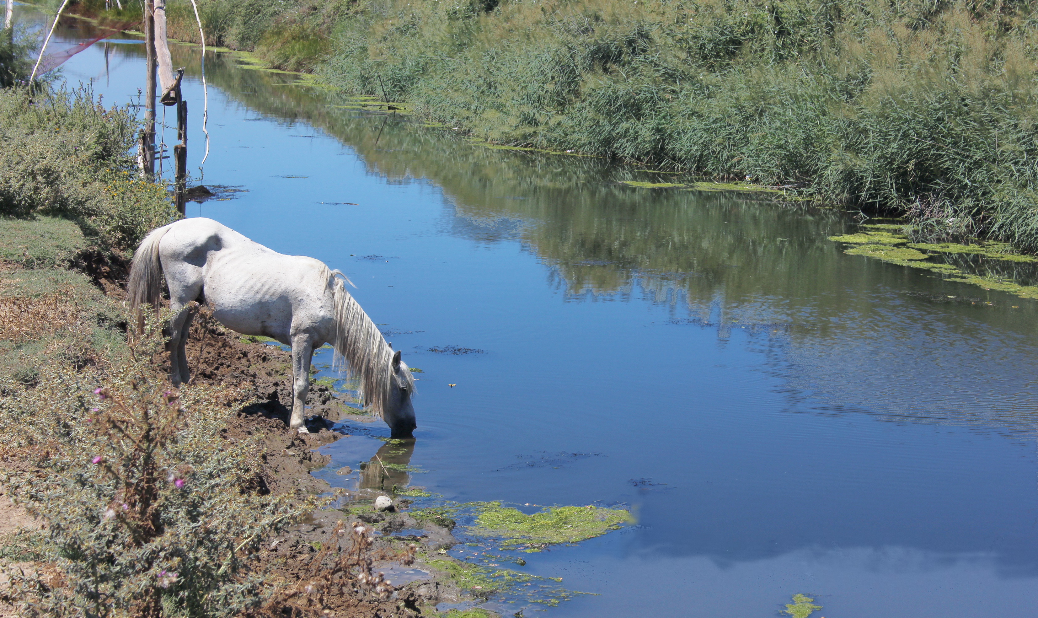 007 Pferd beim Trinken an einem Kanal