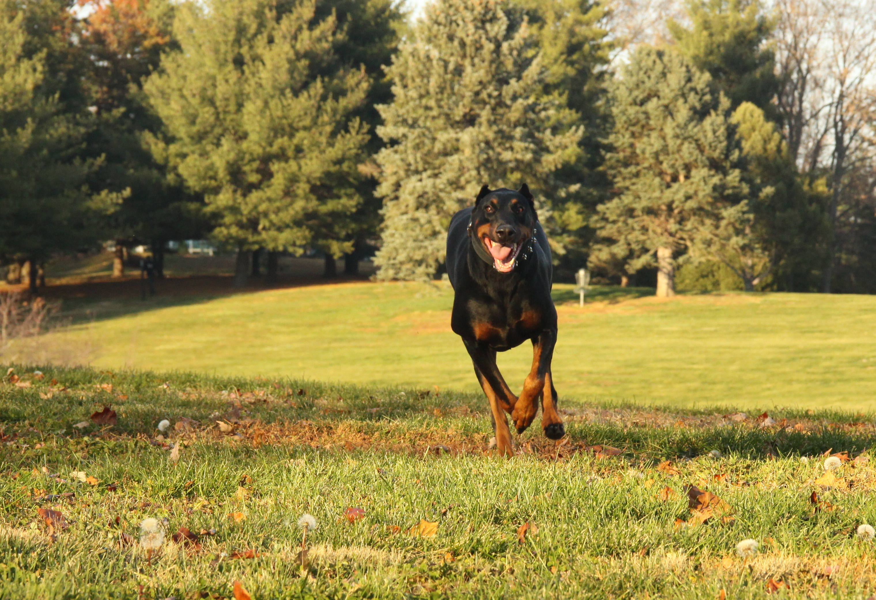 01 My Dobermann Kitty Running