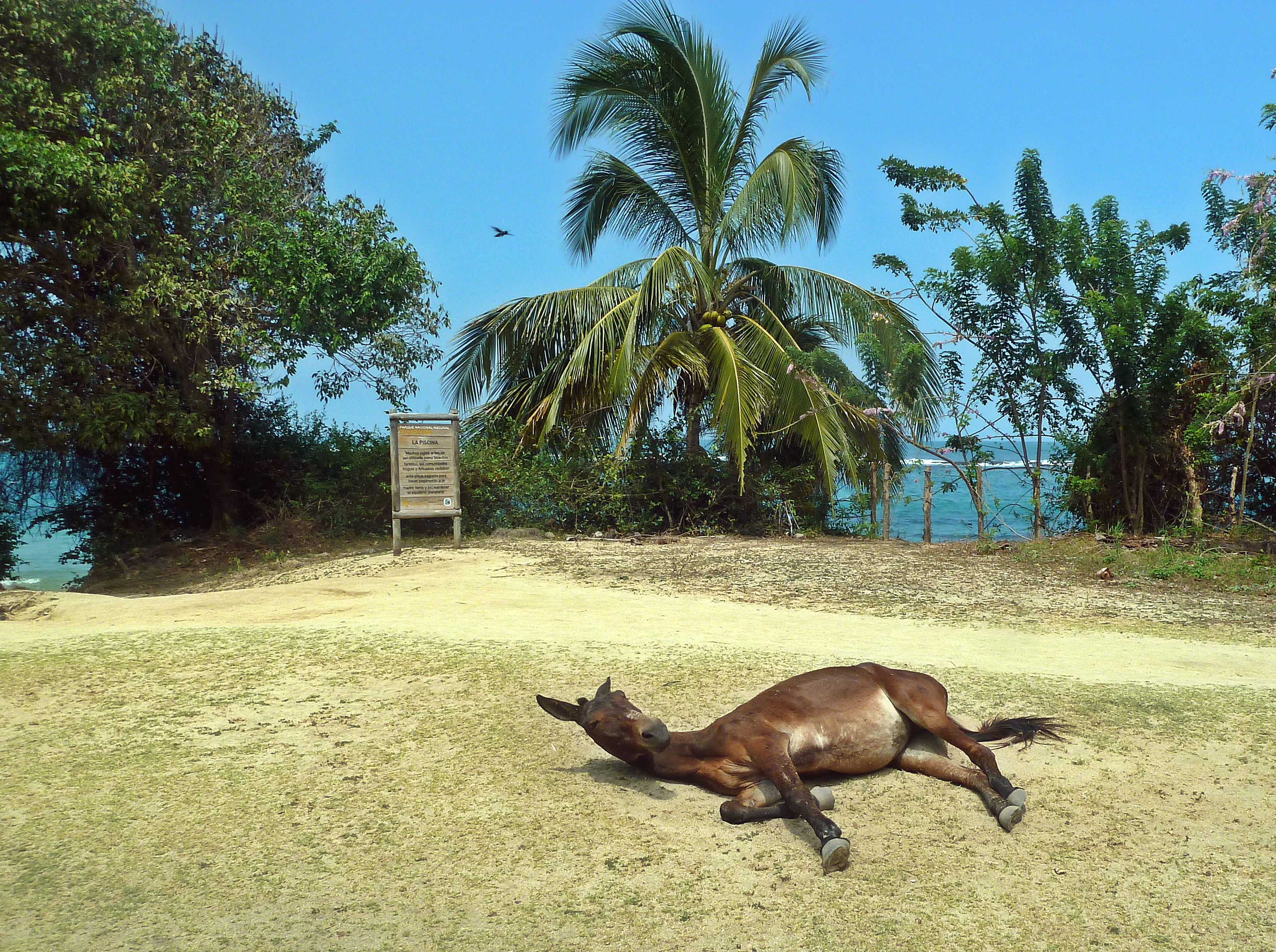 115 Tayrona Colombia Sleeping Horse