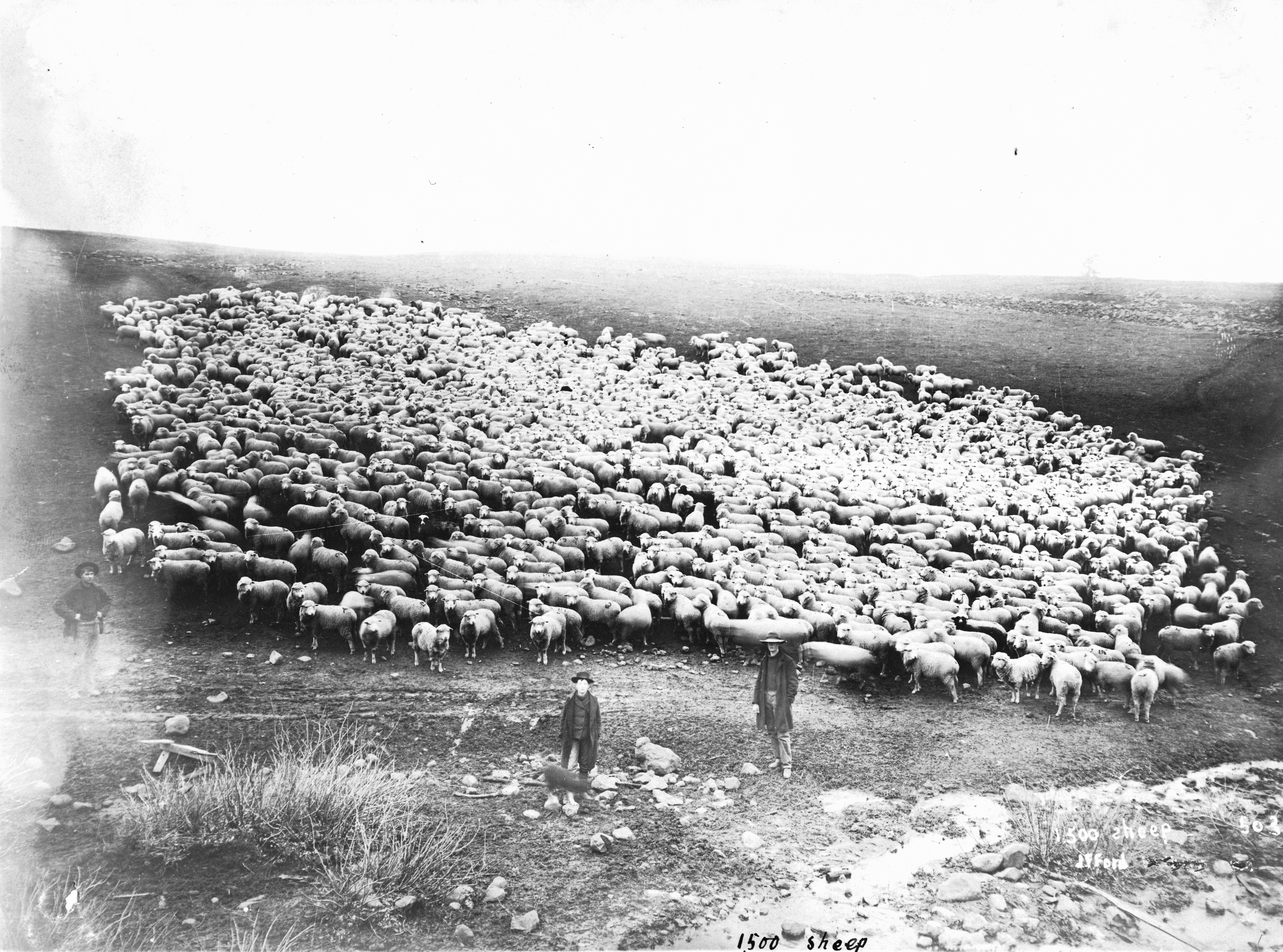 1500 sheep in Sherman County, Oregon (3229816482)