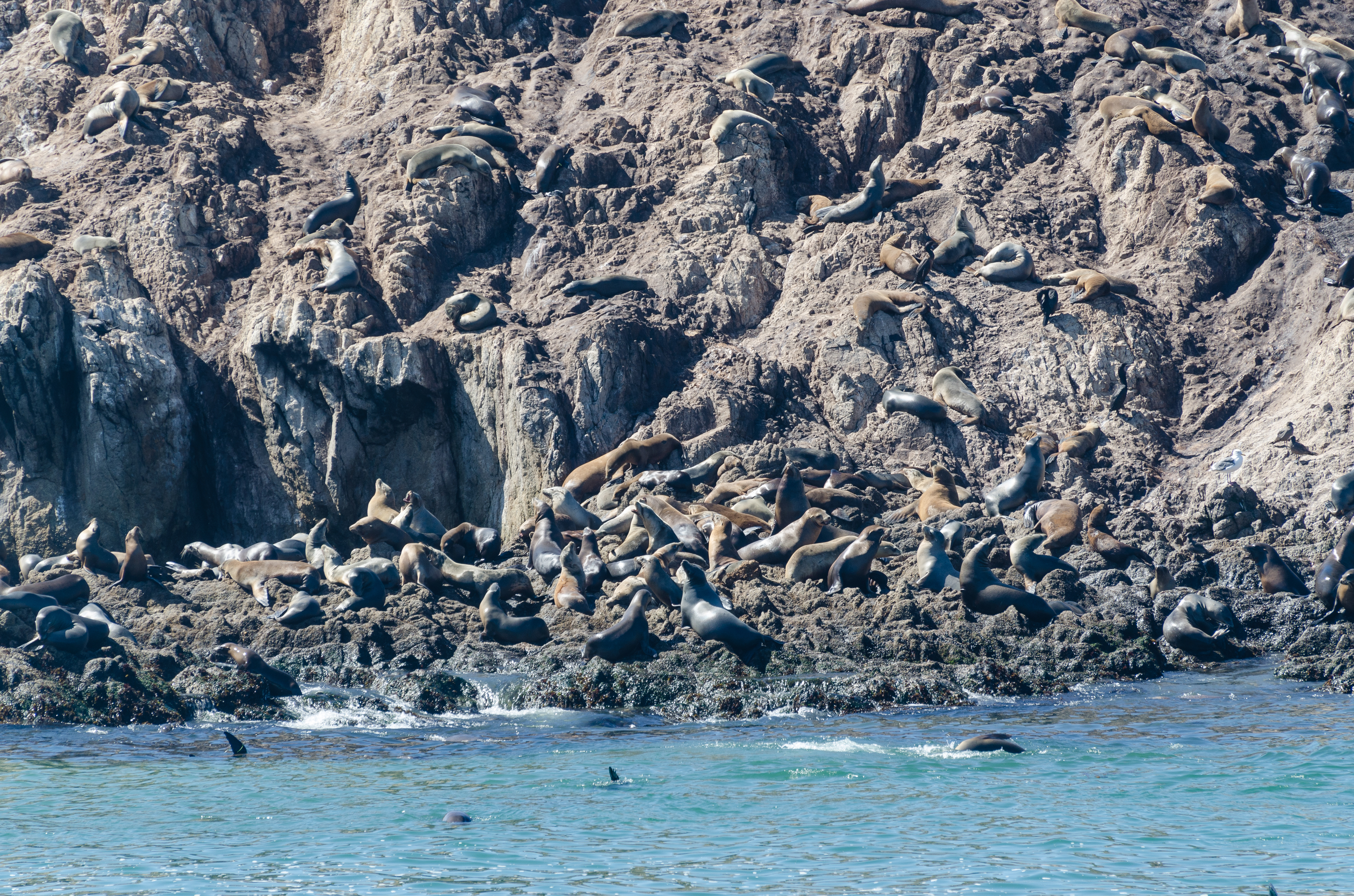 17-Mile Drive Bird Rock 02 2013