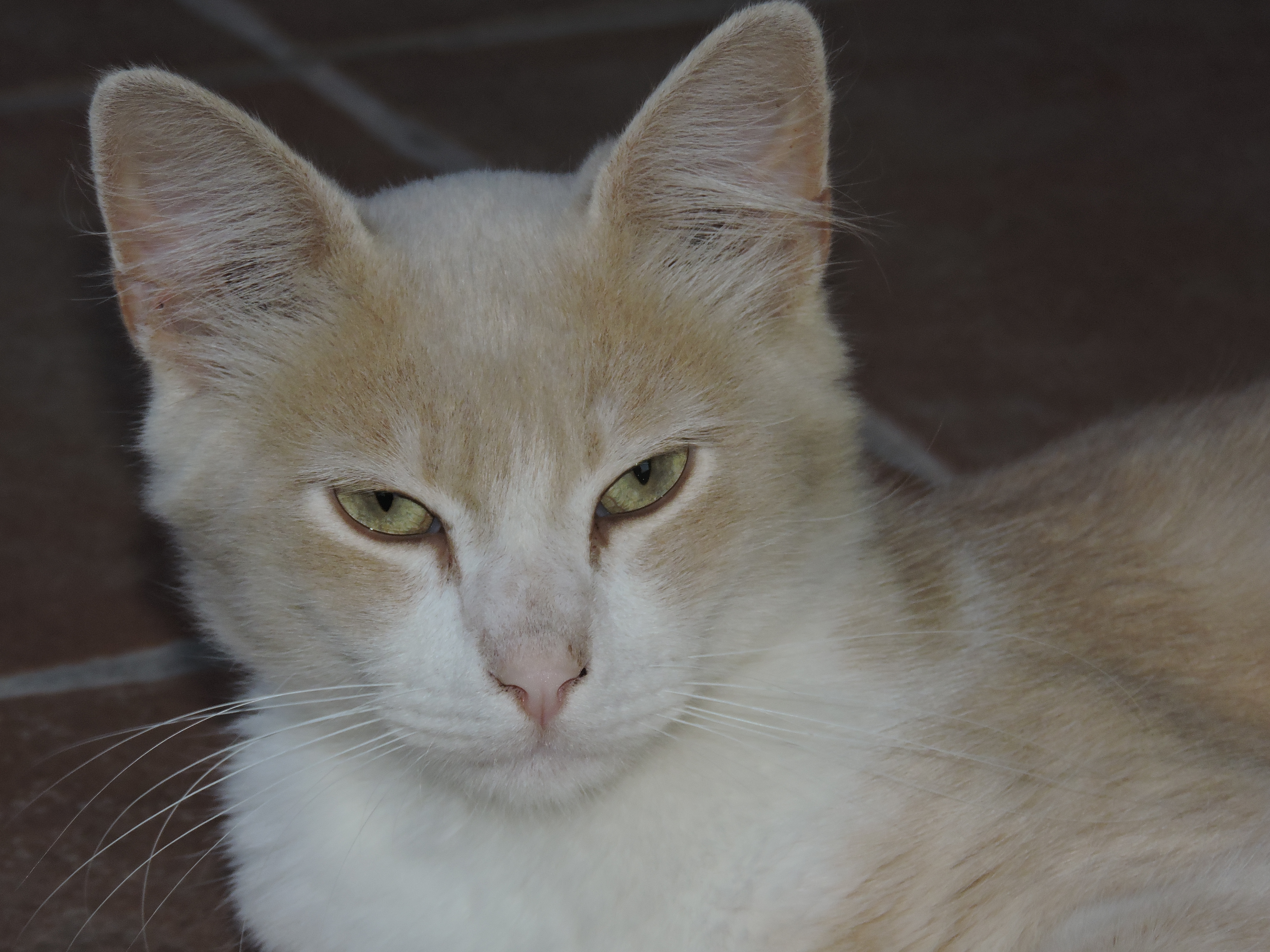 198gatto domestico