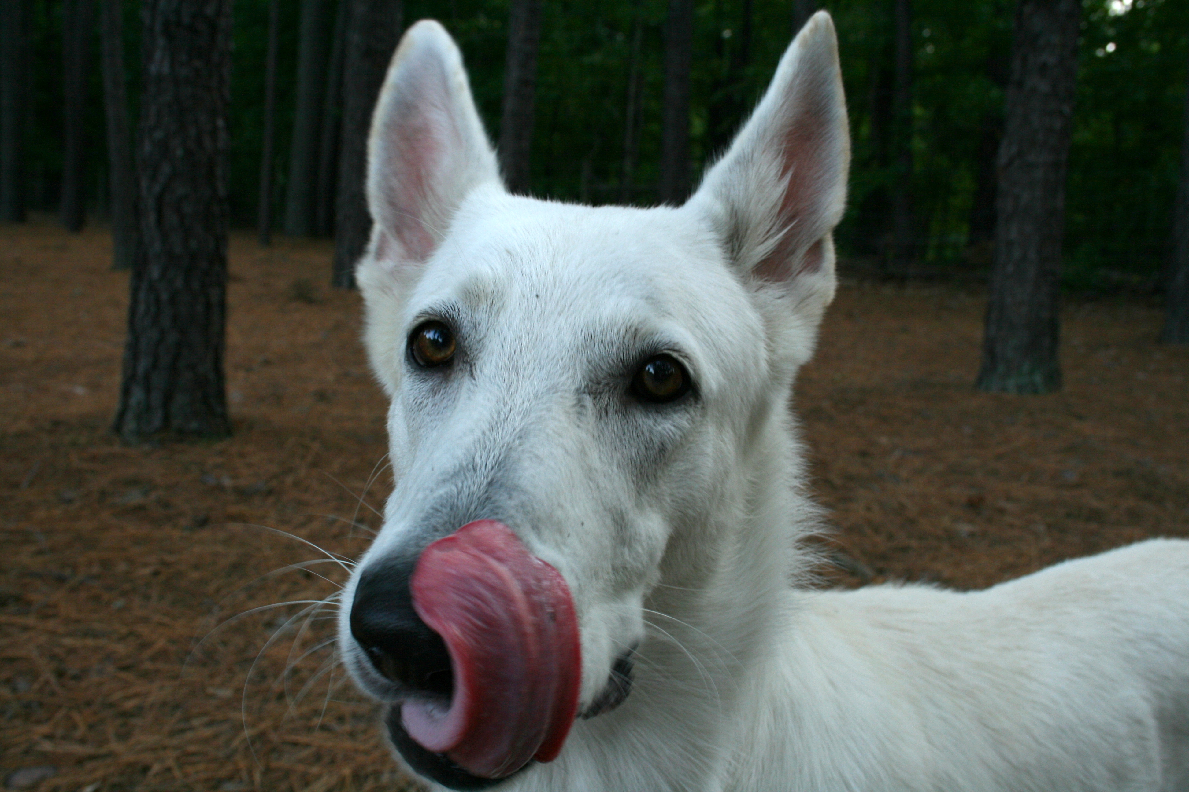 2008-08-21 White German Shepherd licking himself