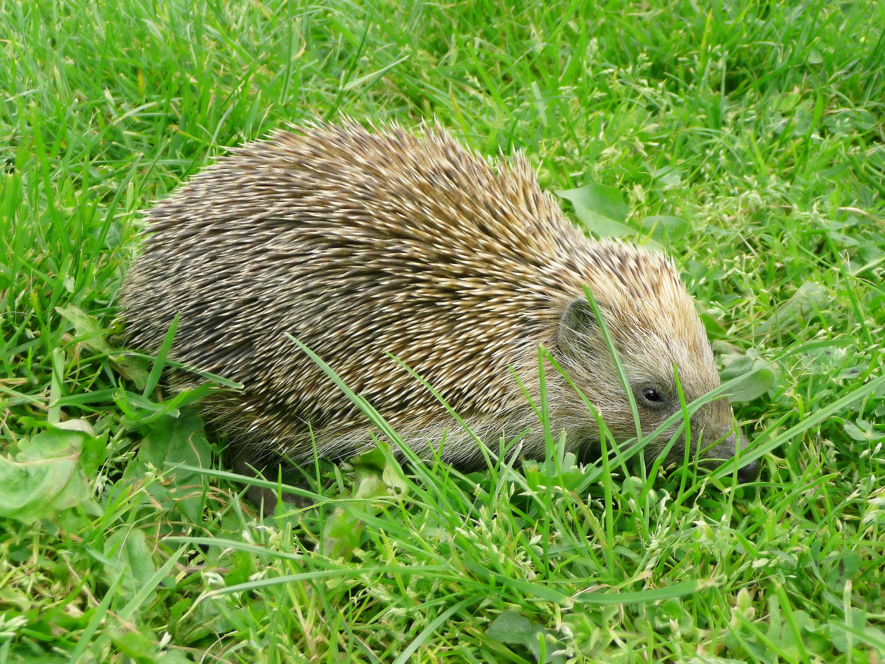 2008 Hedgehog 1020932
