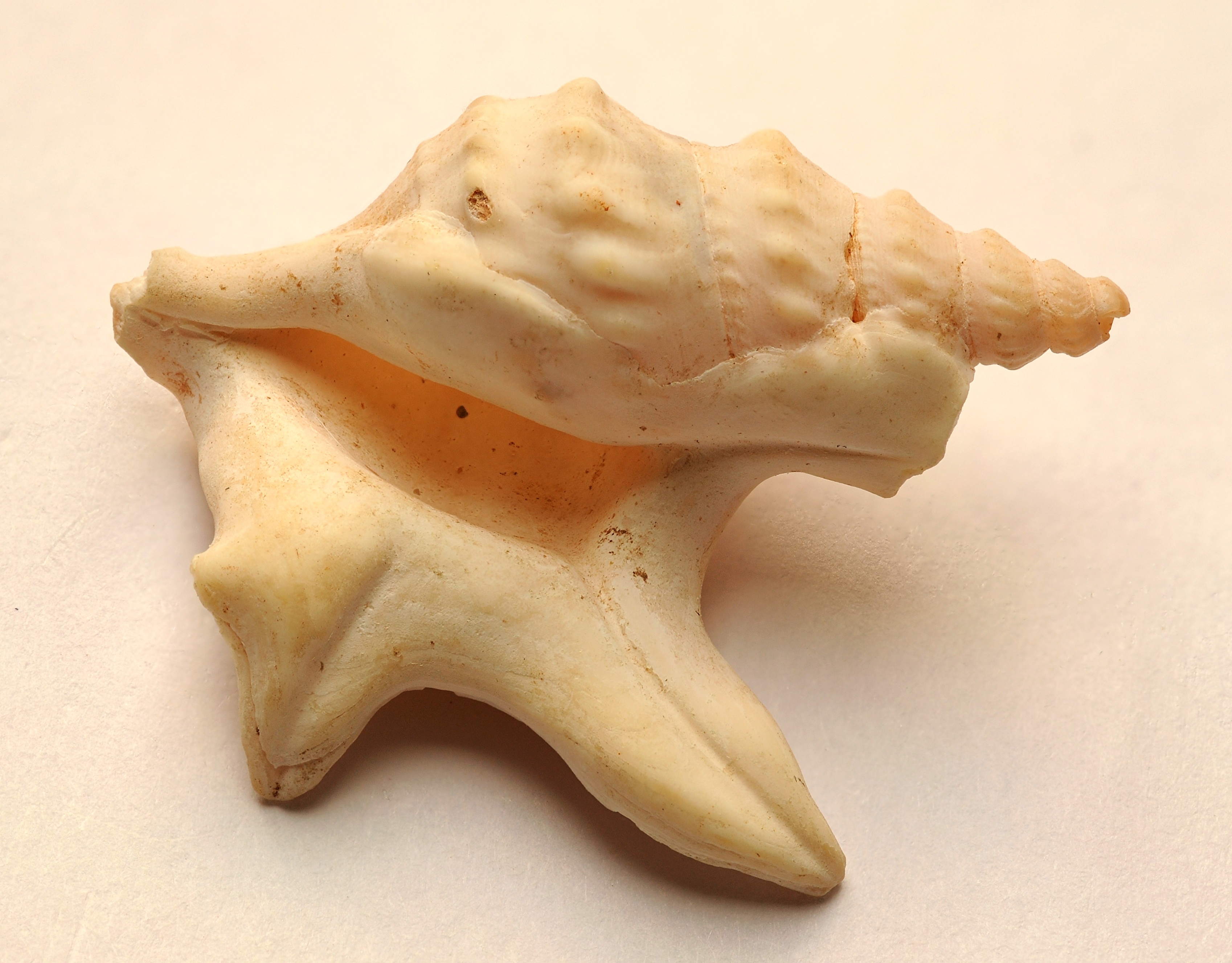 2011-12-24 11-14-59-coquillage-11f