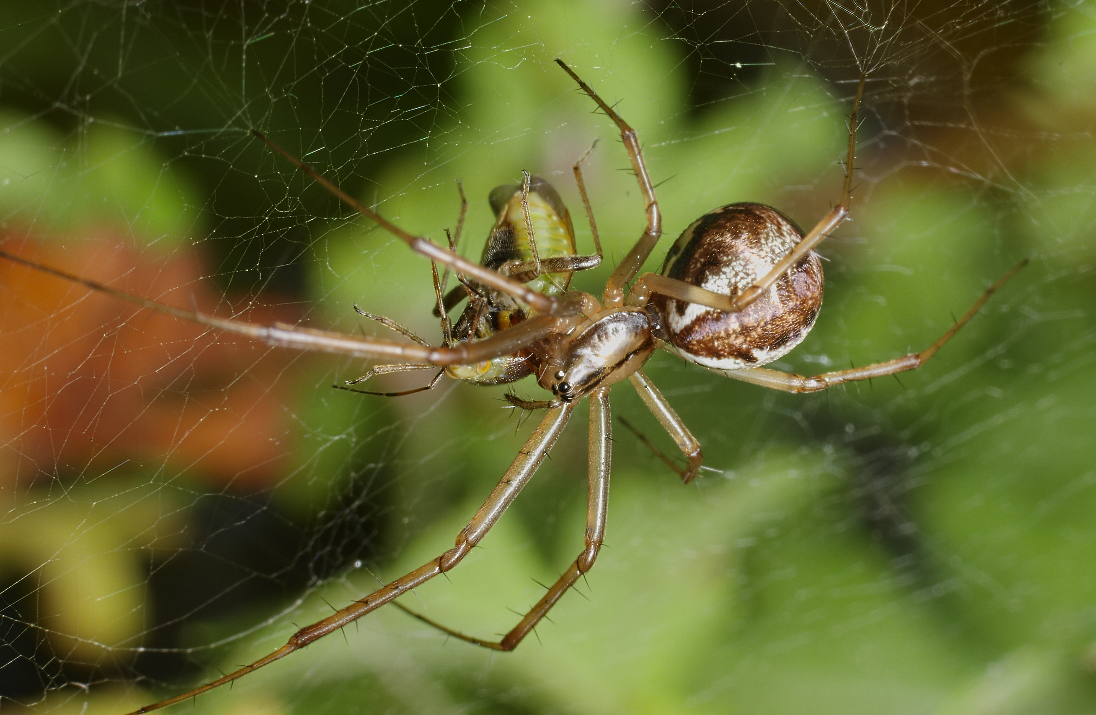 2012.10.20-17-Mannheim Vogelstang--Baldachinspinne-Linyphia Triangularis-Weibchen